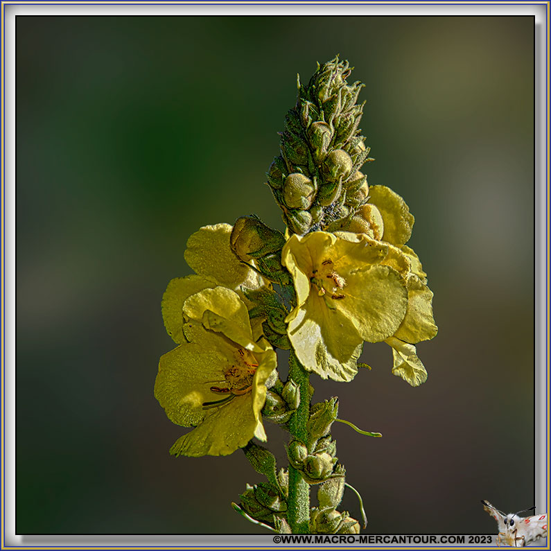 Bouillon blanc